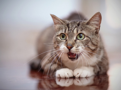 cat