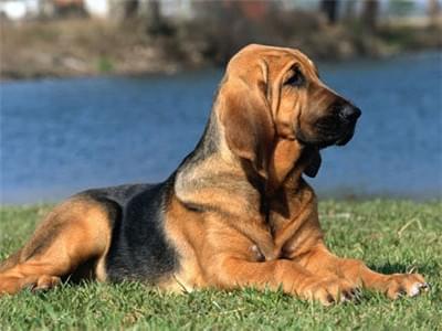 How to make the dog obey? How to train dogs?