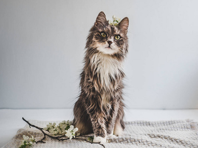 Why are cats more popular than dogs?