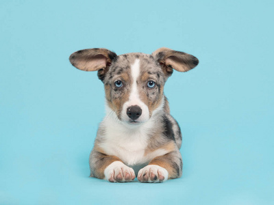 Why are dogs more obedient, but there are more and more people keeping cats around?