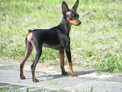 Dogs are more obedient than cats. Why do more and more people keep cats?