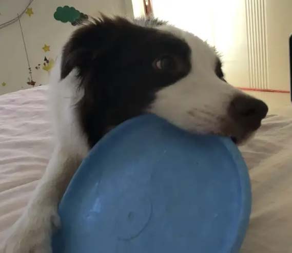 Border Collies are dogs with a strong sense of self
