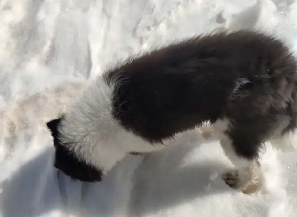 Daily updates of smart Border Collie