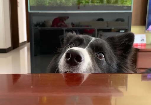 My daily life with my Border Collie (3)