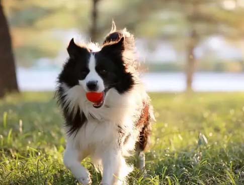 Things you know after raising a dog