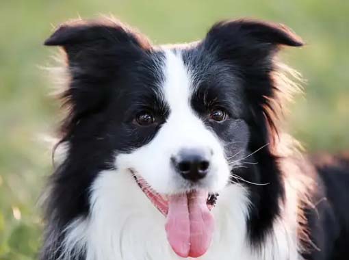 It was only after I had a dog that I realized how much effort it takes, including brainpower