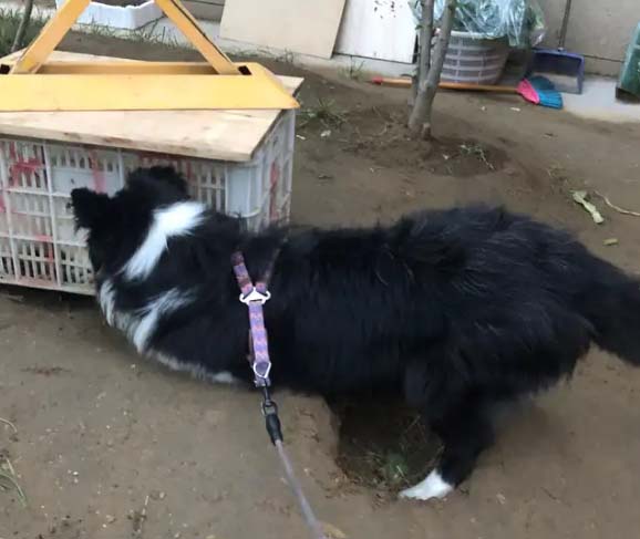 The life of three dogs that we have raised in our family