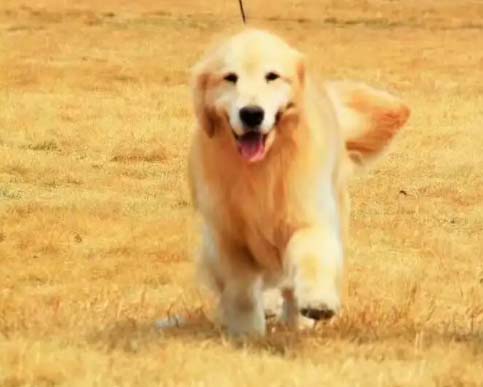 Which is better, Corky or Golden Retriever?