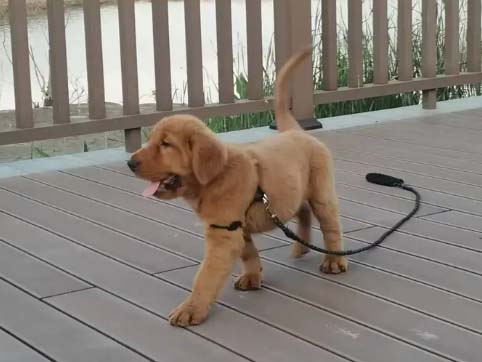 Reasons for high abandonment rate of Golden Retriever