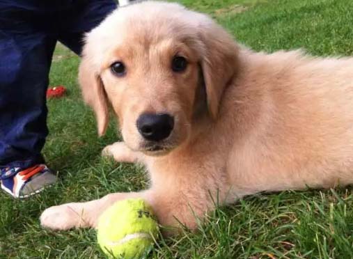 Golden retrievers are very difficult to raise and are not suitable for novices