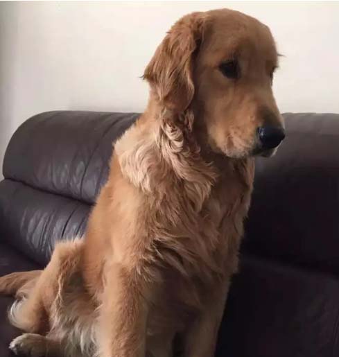 The reason why I gave up the dog