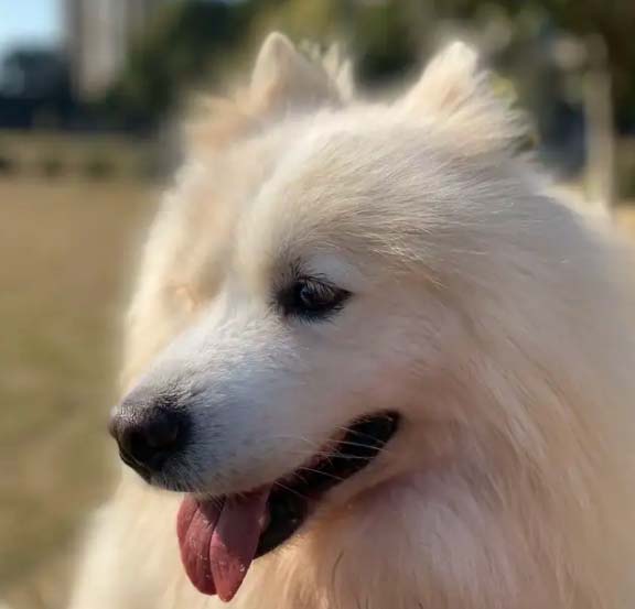 It’s so tiring to raise a Samoyed from childhood to adulthood