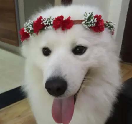 People who raise Samoyeds can’t afford to get hurt! ! ! ! !