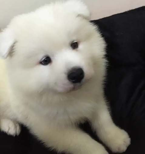 Quiet Samoyed 66 Daily (1)