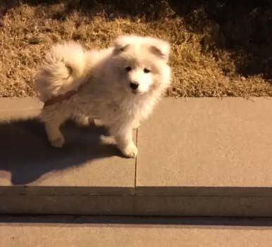 Raising Samoyed is really a nightmare