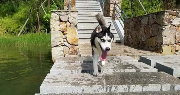 My daily training with Husky