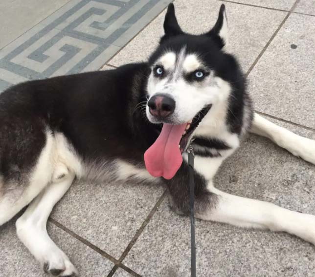 Can Huskies be used as police dogs?