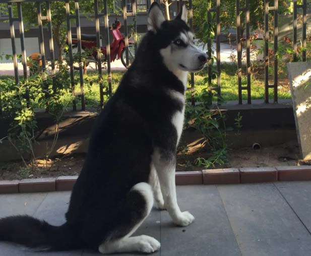 Huskies cannot be police dogs!