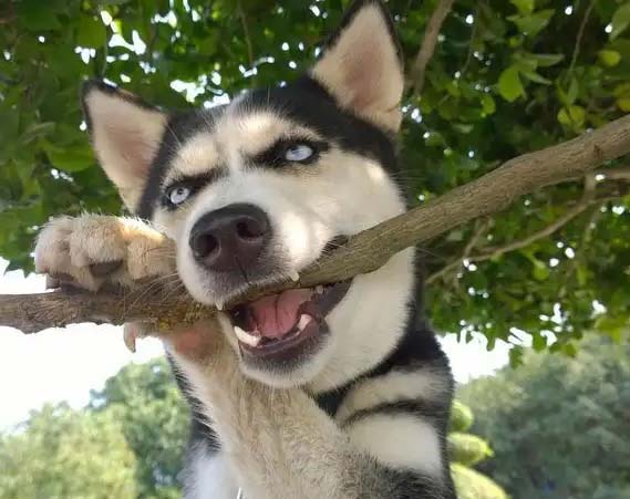 My Husky doesn’t demolish the house
