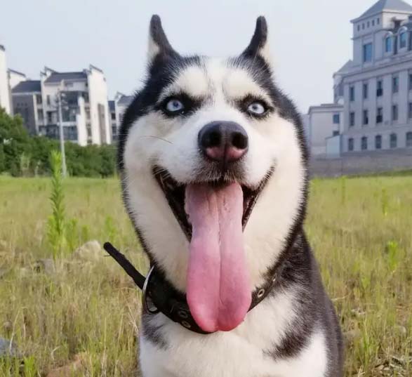 Is husky stupid? NO!