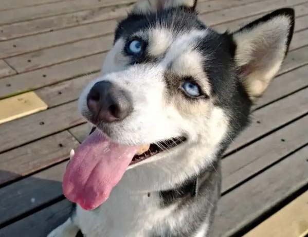 Count the four stupid “crimes” of Husky