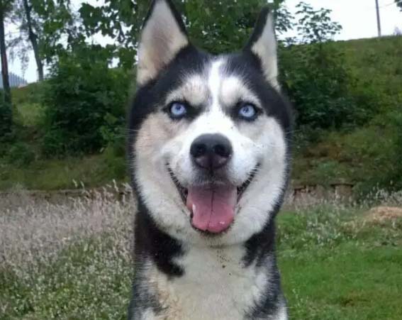 Huskies are dogs with average intelligence and obedience.