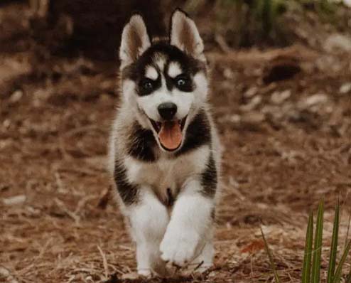 So warm and lovely Huskies