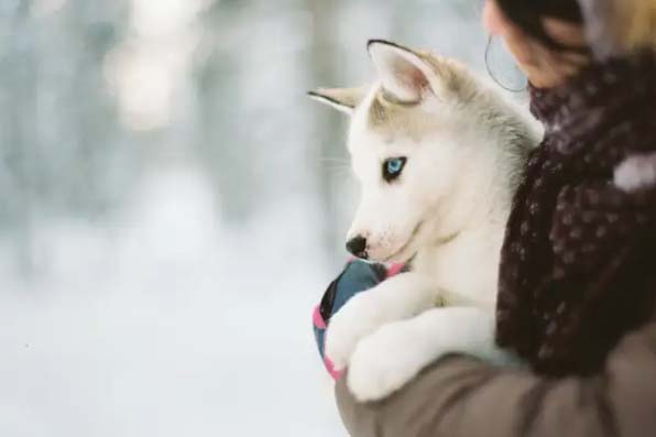 How to train a pet dog?