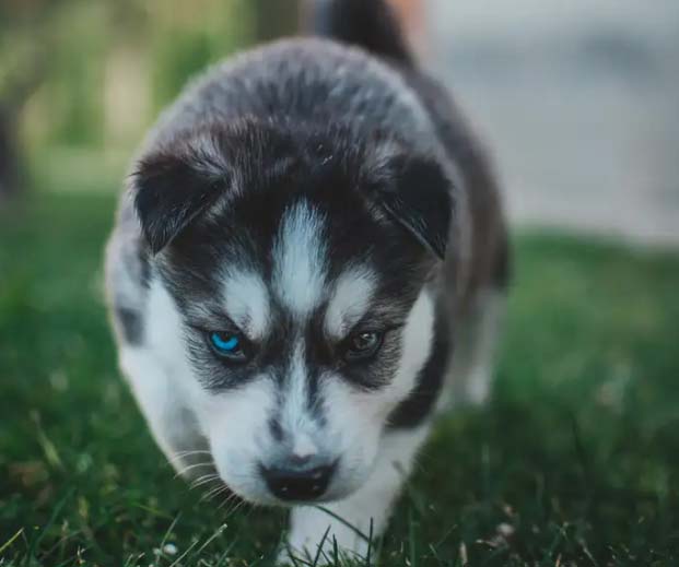Husky is not stupid, but silly