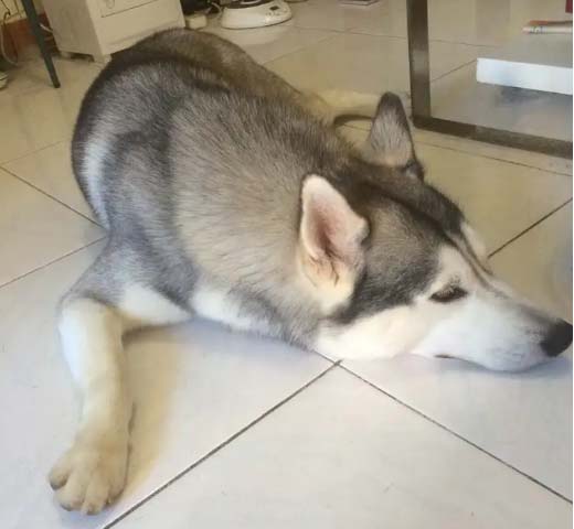 Why are dogs getting worse than cats now?