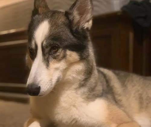 I feel that dogs are getting worse than cats. Why?
