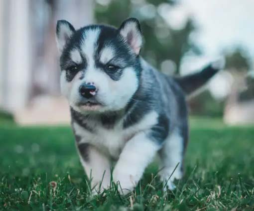 Let’s talk about whether Huskies are stupid or not.