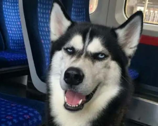 Husky who brings me happiness