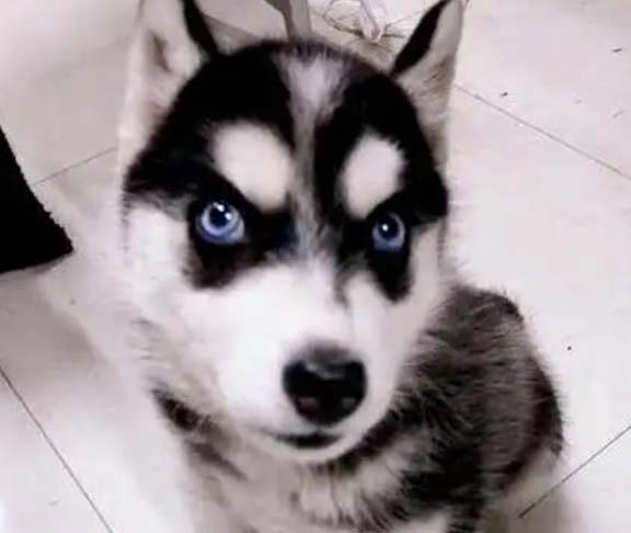 Husky’s IQ and EQ