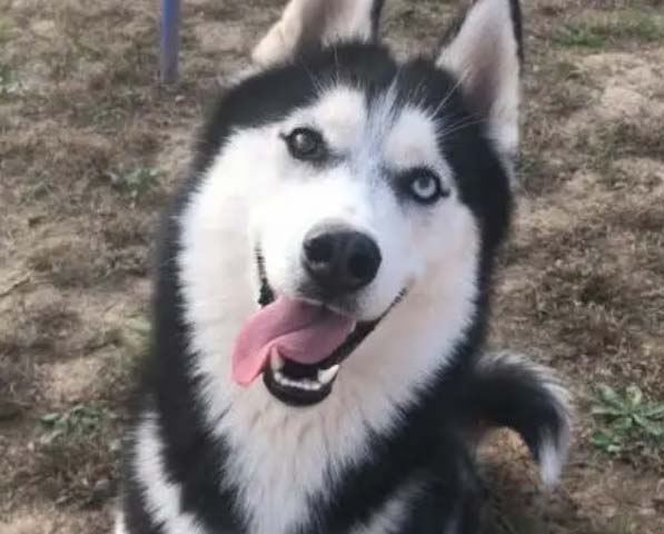 Eight Below: the story of a group of huskies