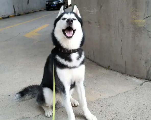 My Husky is very warm