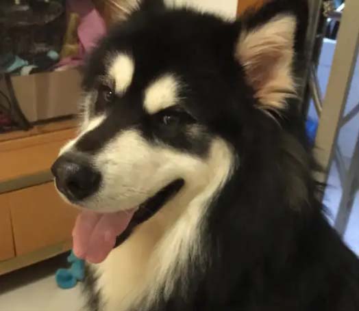 Lovely long-haired husky