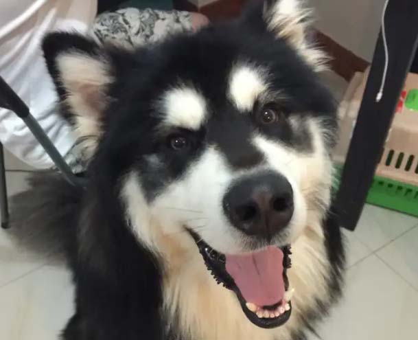 Are there really any Huskies that don’t destroy the house?