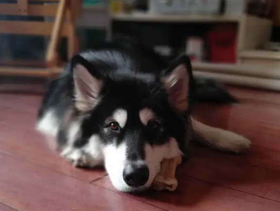 My honest husky