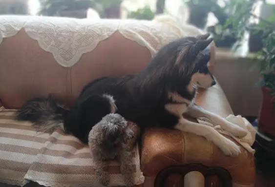 Grandpa made a sled for Husky