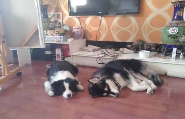 Dachui – a rare gem in the world of Huskies.