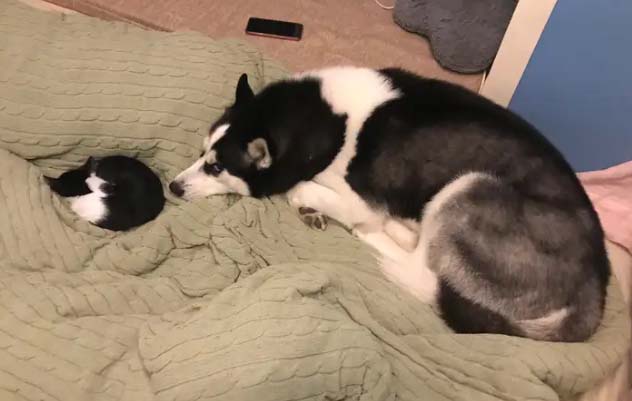 Huskies are actually smart sometimes