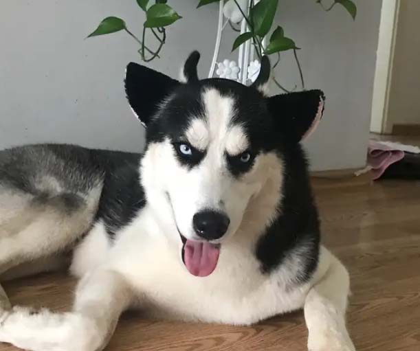 I have a fake husky