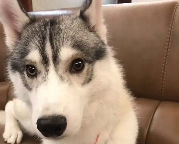 My boyfriend’s husky-dog Lala