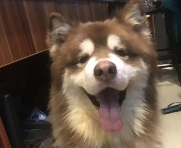 What are the reasons why dogs tear down their homes?