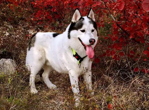 Love clean and cute Husky: Meili