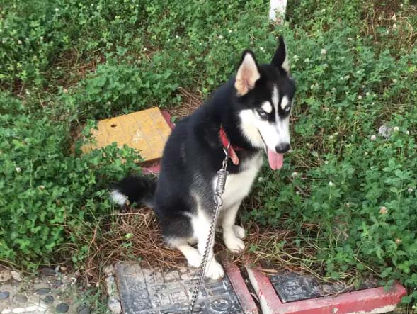 I have a handsome Husky