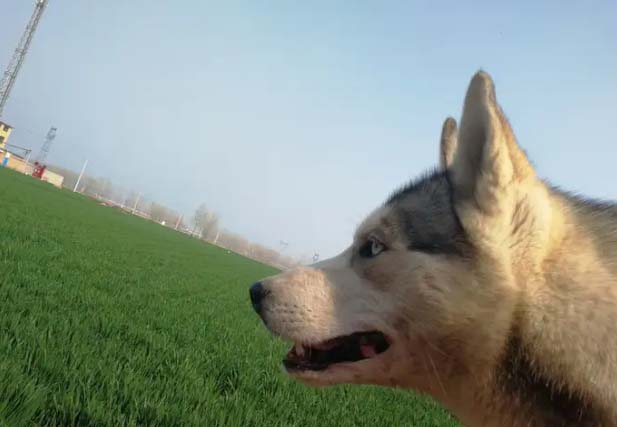 How to keep dogs from tearing down their homes?