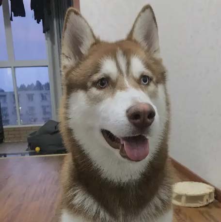 Husky is sometimes stupid, but not stupid!