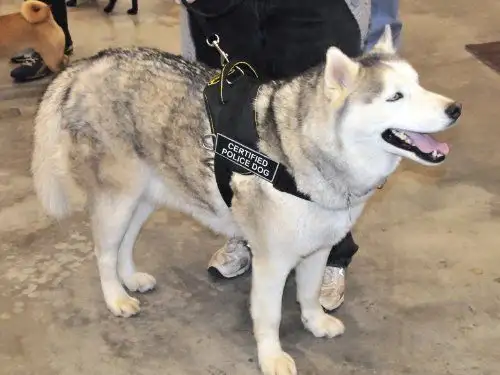 There are more Huskies working as police dogs abroad than in China